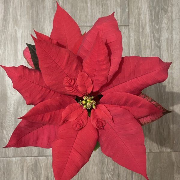 72B88137-C156-4F9F-AA07-176BBAE09B6E_1_105_c