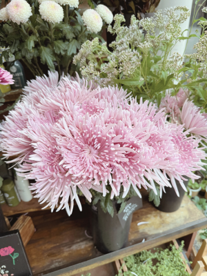 Petricoreta_Violeta Chacon_Manual de Primavera9